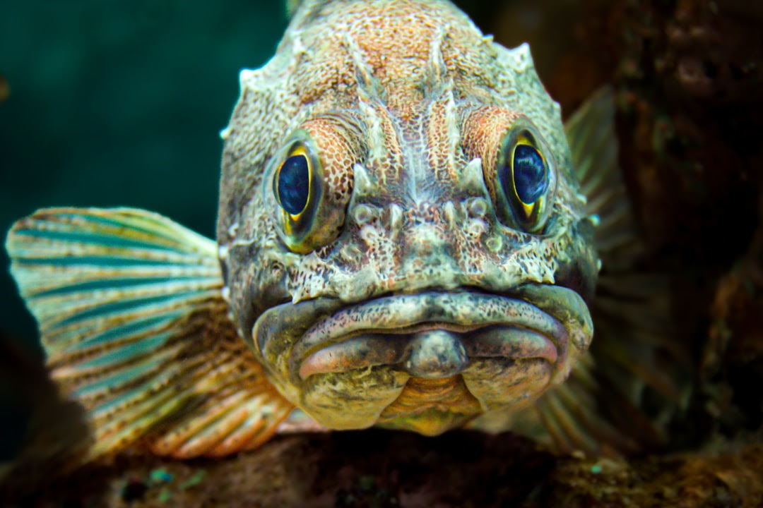 A rock cod